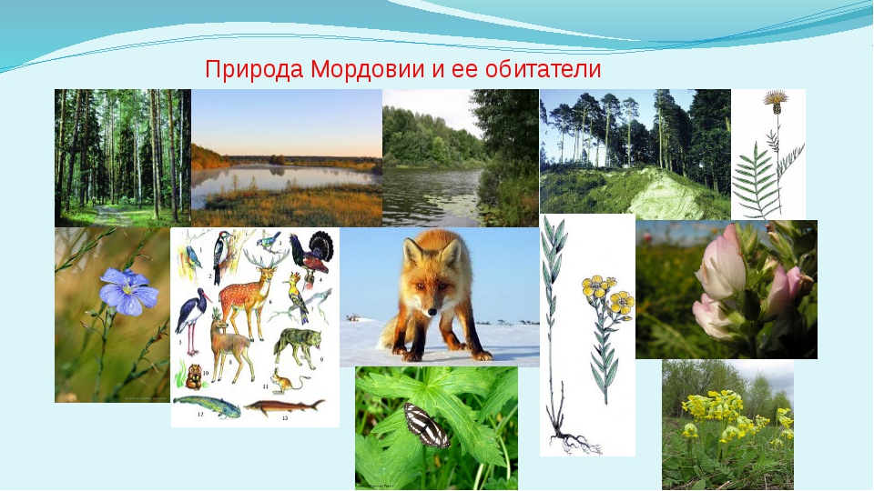 Мордовия природная зона какая. Растения и животные родного края. Разнообразие природы Мордовии. Животный мир Мордовии. Растения и животные Мордовии.