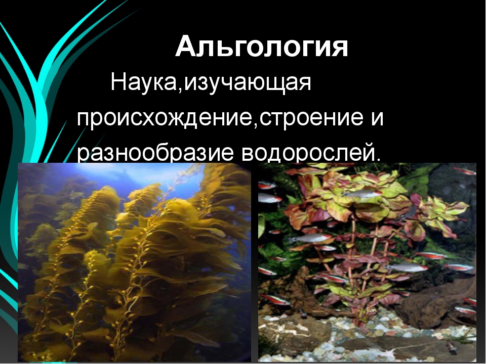 Наука изучающая водоросли. Водоросли альгология. Альгология это наука. Альгология наука о водорослях.