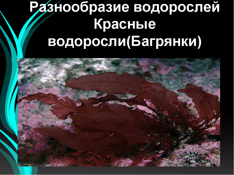 Выразите основную информацию параграфа в виде краткой записи или схемы многообразие водорослей