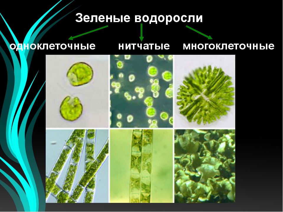 Одноклеточные зеленые водоросли. Одноклеточные нитчатые водоросли. Многоклеточные нитчатые зеленые водоросли. Водоросли многоклеточные или одноклеточные.
