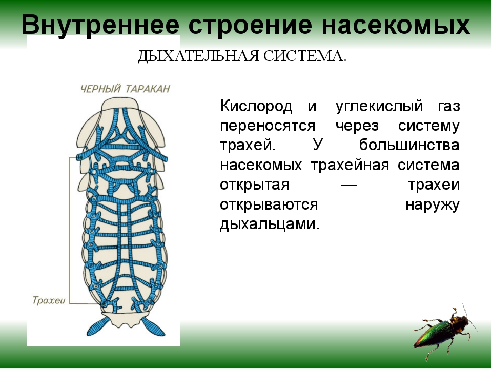 Что входит в состав монитора