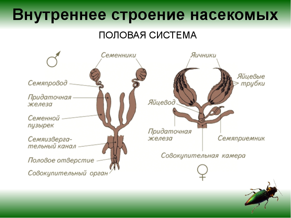 Каким номером на рисунке обозначены органы выделения насекомых и паукообразных