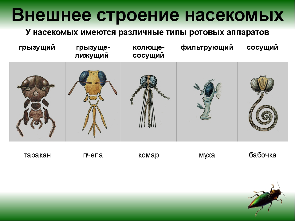 Понятно строение. Различные типы ротовых аппаратов насекомых. Типы ротовых аппаратов насекомых с примерами. Класс насекомые типы ротовых аппаратов строение. Строение сосущего ротового аппарата насекомых.