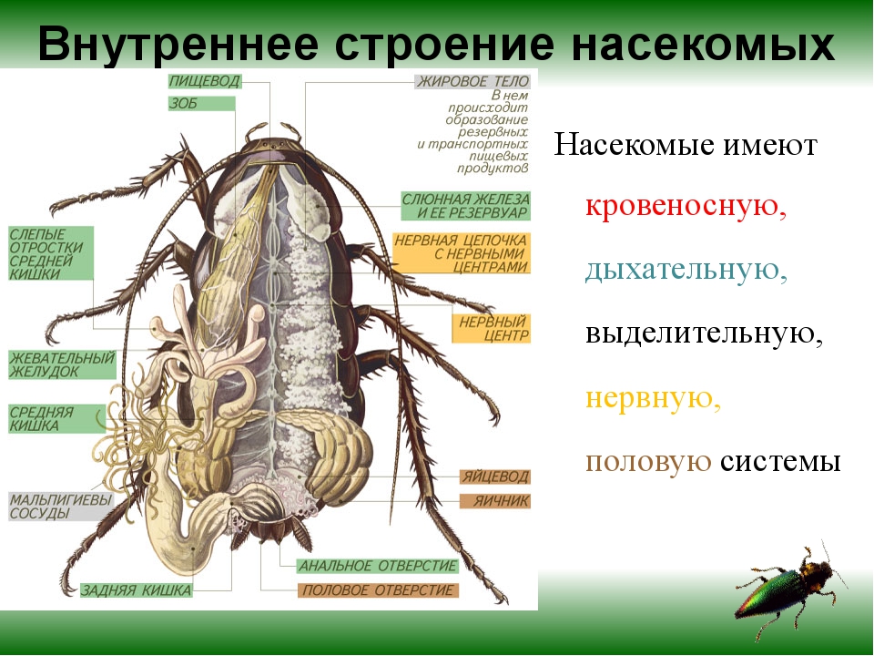 Схема строения насекомого