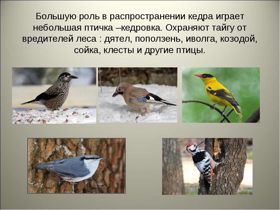 Фото Птиц Кузбасса