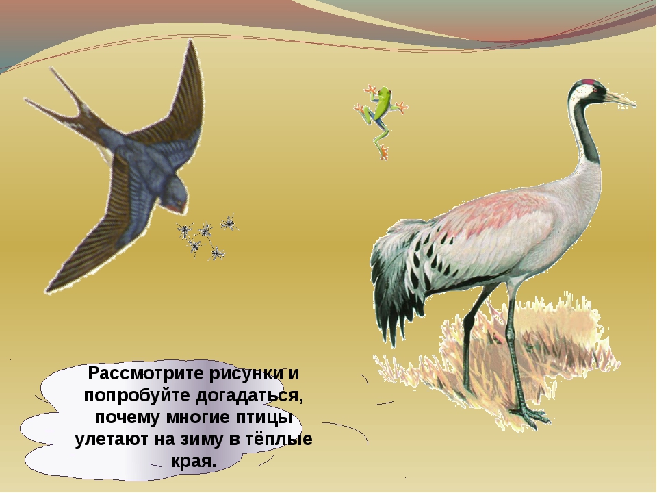 Рассмотрите рисунки подпишите названия птиц обведите картинки с хищными птицами