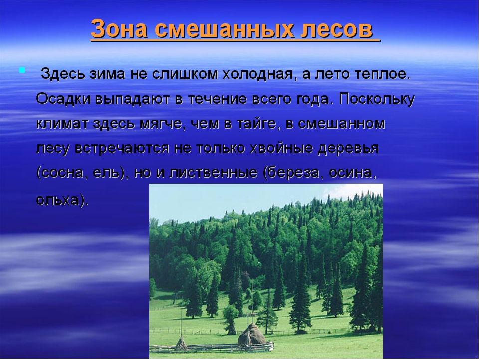 Какое лето в зоне лесов. Зона лесов смешанные широколиственные климат. Смешанные леса России климат. Климат зоны смешанных лесов в России. Лесная зона осадки.