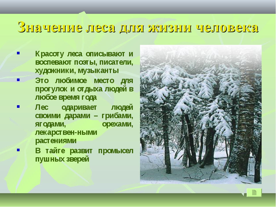 Лес и человек 4 класс окружающий мир презентация школа россии презентация