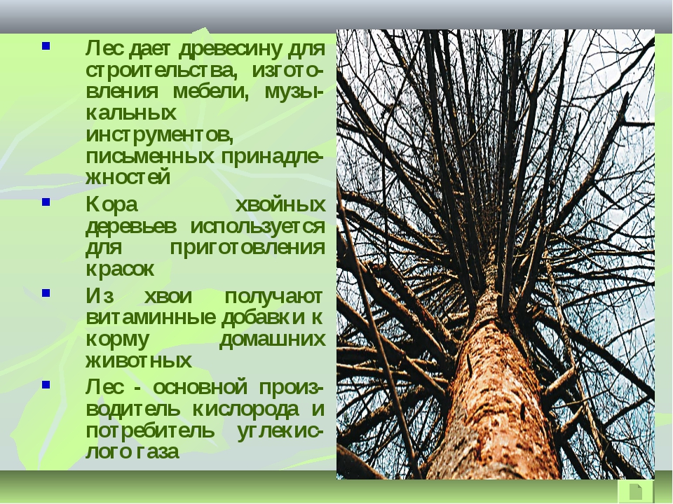 Данный лес. Лес дает древесину для. Деревья в жизни человека. Важность деревьев для человека. Значение деревьев.