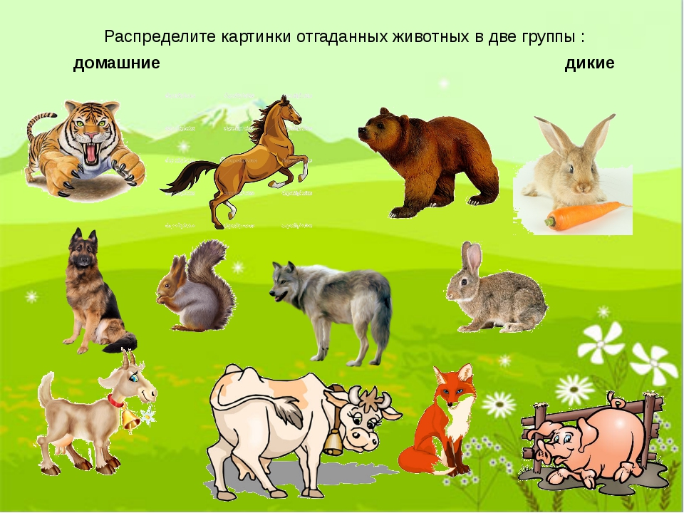 Животные и их потомства окружающий мир. Дикие и домашние животные. Домашние иджикие животные. Домашних животных для детей. Лесные и домашние животные.