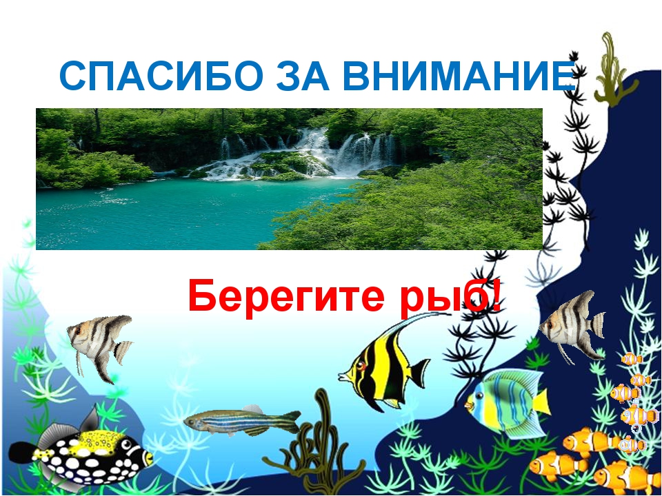 Беречь рыба. Спасибо за внимание рыба. Спасибо за внимание рыболовство. Спасибо за внимание для презентации с рыбами. Берегите рыб.