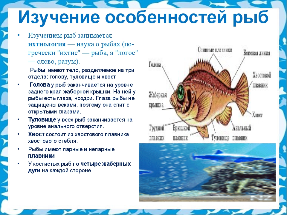 Особенности рыб 2 класс. Рыба для презентации. Доклад про рыб. Презентация на тему рыбы. Рассказ о рыбе.