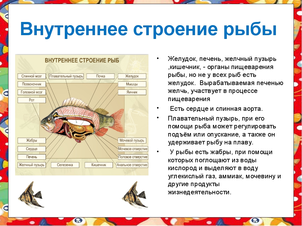 Строение рыбы 7 класс таблица. 7 Кл биология таблица внутреннее строение рыб. Внешнее и внутреннее строение рыб таблица. Внешнее и внутреннее строение рыб. Особенности внутреннего строения рыб.