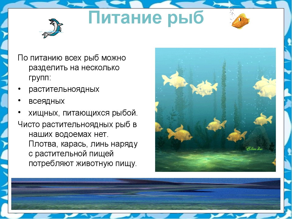 Чем питаются рыбы. Питание класса рыб. Способы питания рыб. Характер питания рыб.