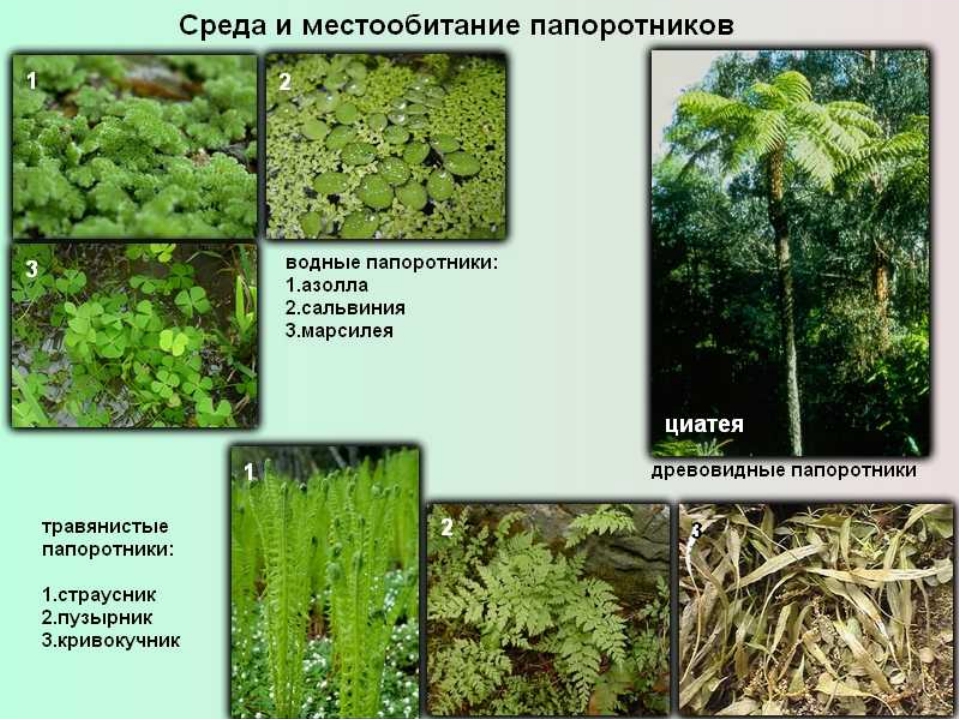 Диаграмма папоротниковых растений