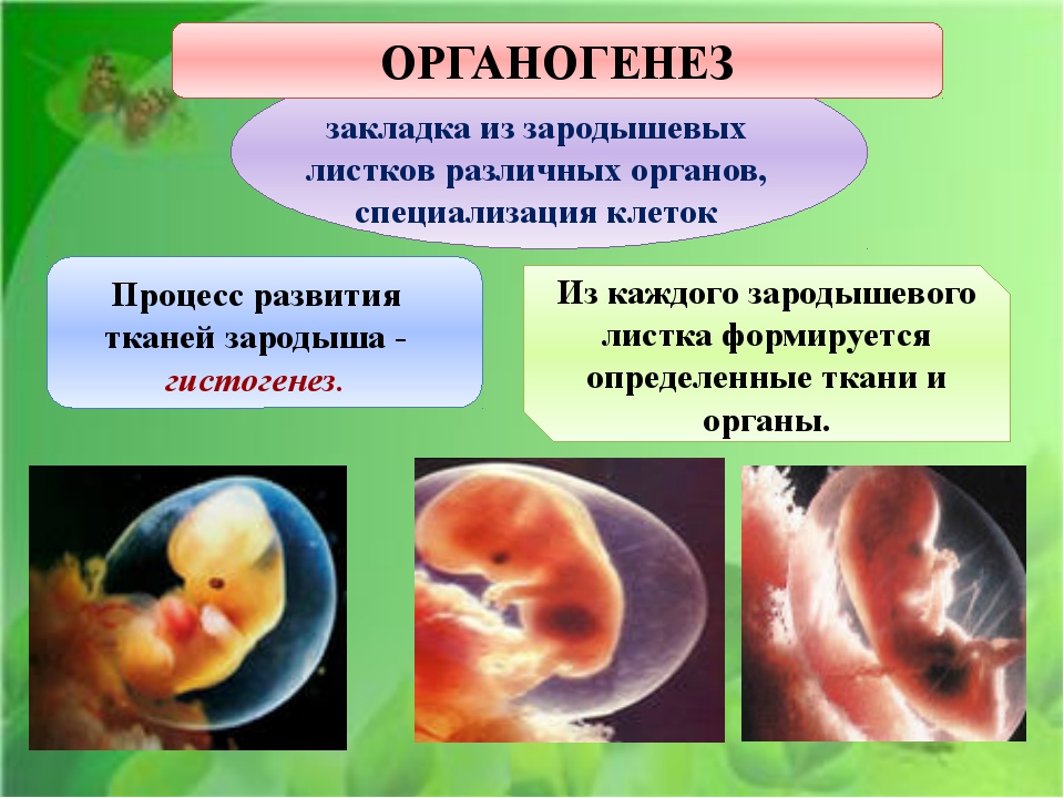 Эволюция и онтогенез презентация