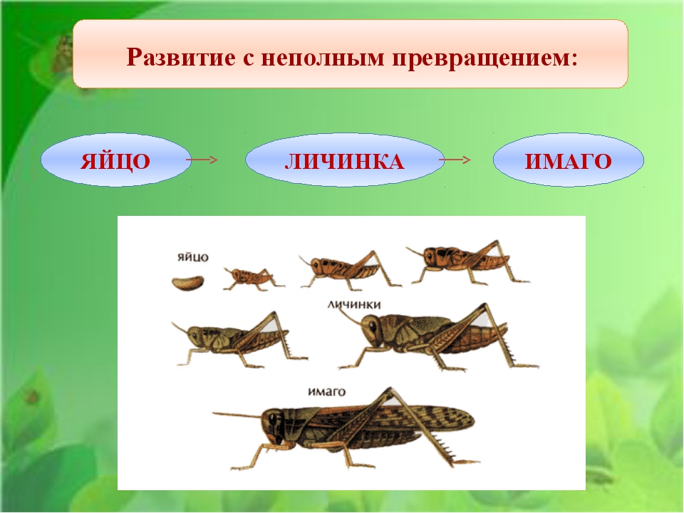 Назовите стадию постэмбрионального развития по схеме яйцо имаго личинка