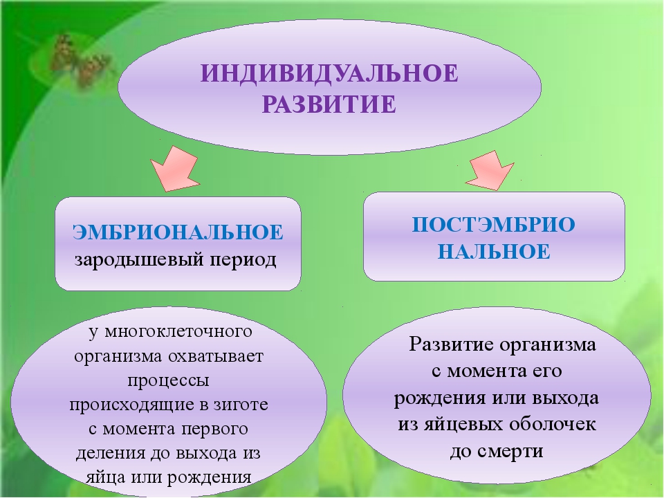 Развитый какой. Индивидуальное развитие. Развитие организма. Индивидуальное развитие организма схема. Индивидуальное развитие эмбриональный период.