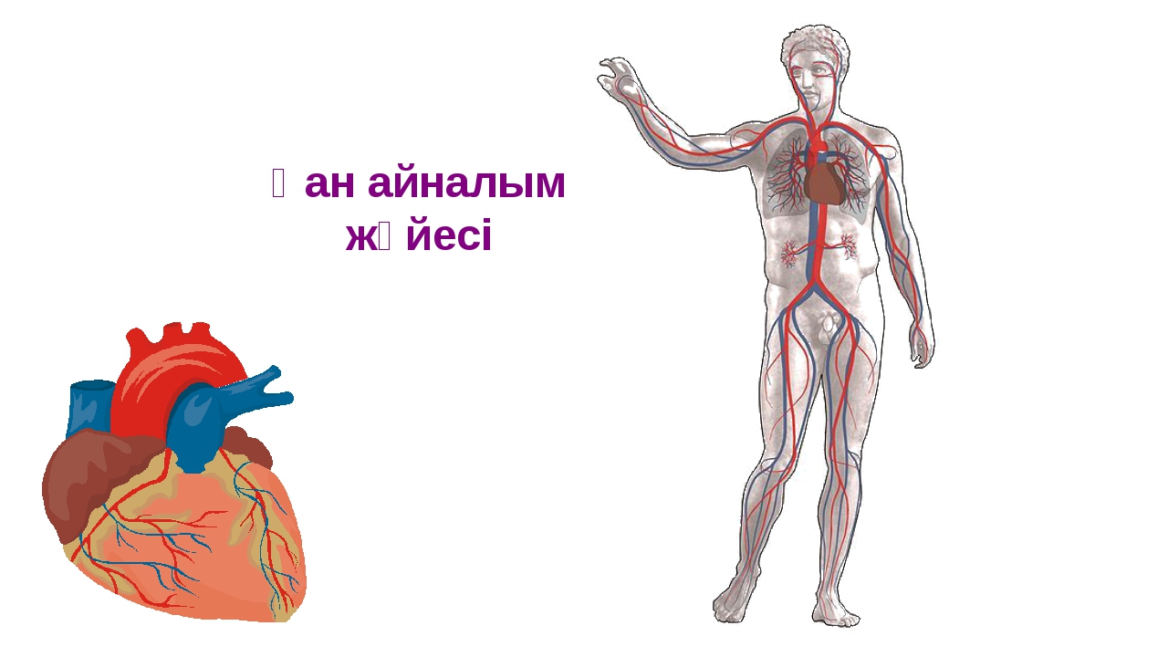 Үлкен қан айналым шеңбері