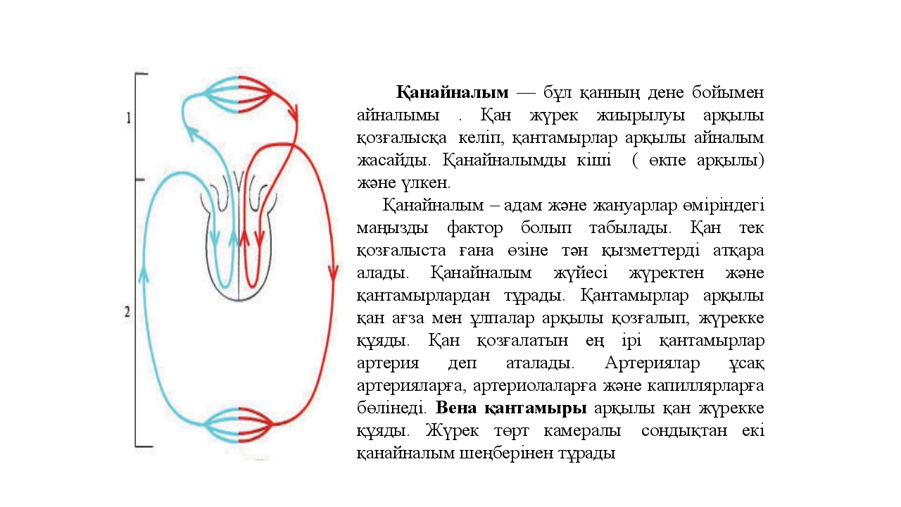 Кіші қан айналым шеңбері. Артериядагы Кан кысмы неге байланасад.