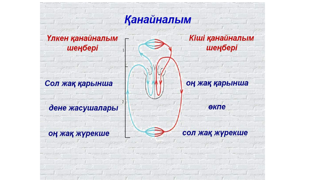 Кіші қан айналым шеңбері. Капиллярлар турлари схема. Кан айналым турлери презентация.