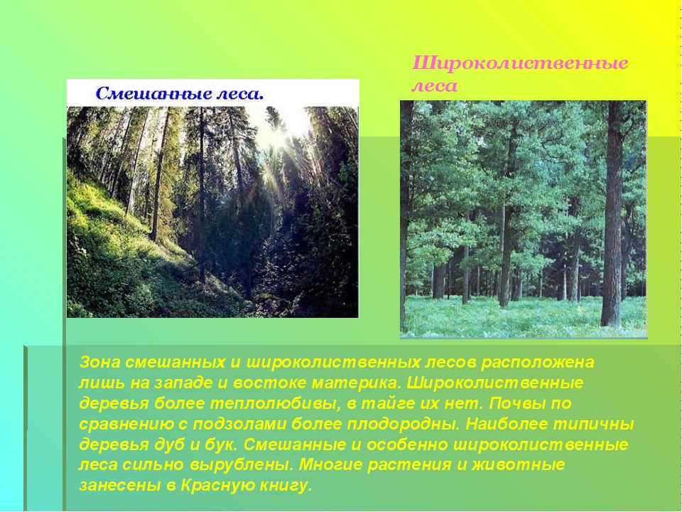 Природная зона тайги и смешанных лесов. Смешанные и широколиственные леса климатический пояс. Зона лесов смешанные широколиственные. Зона смешанных и широколиственных лесов России растительный мир. Зона широколиственных и смешанных лесов в Евразии.