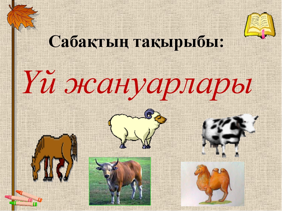 Үй жануарлары тех карта