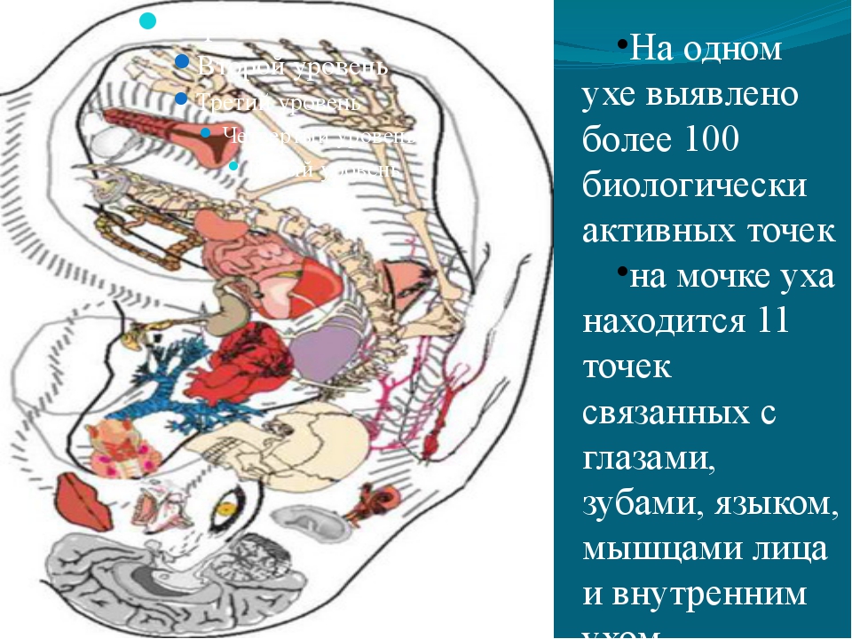 Презентация орган слуха 8 класс биология