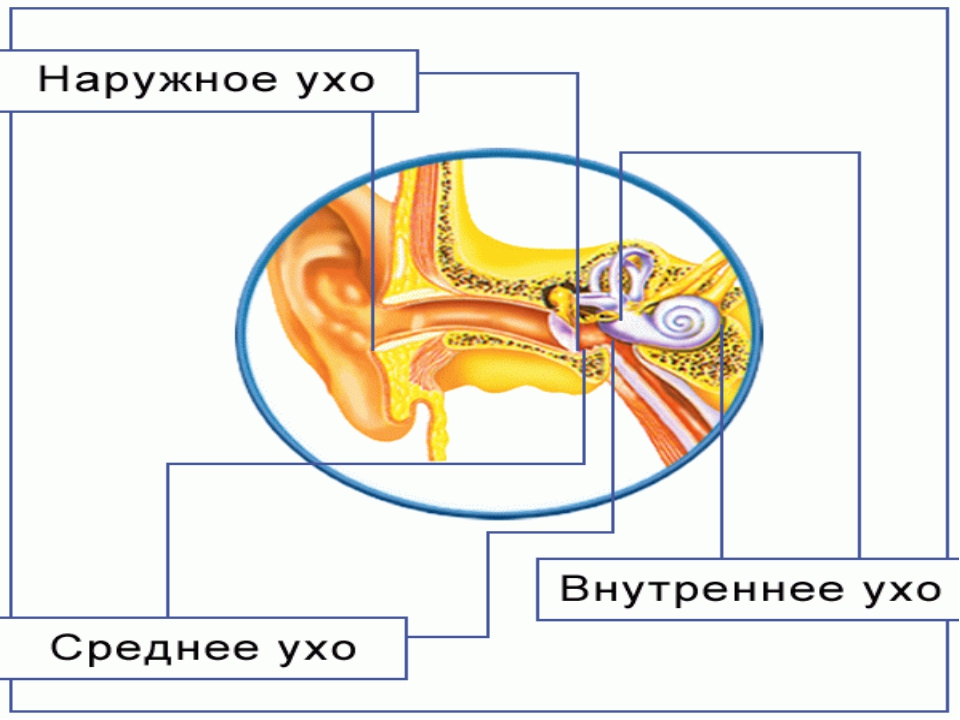 Анализатор слуха и равновесия презентация 8 класс