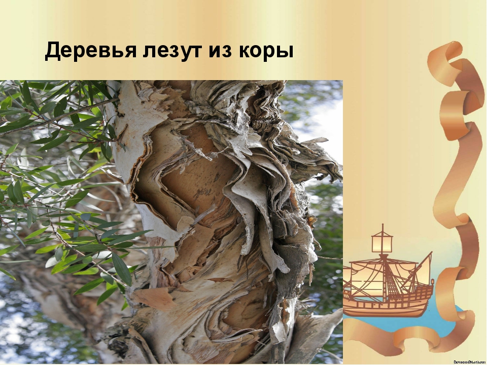 Презентация на тему "Австралия"