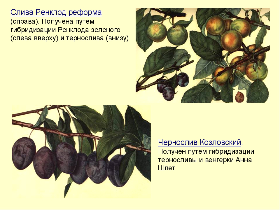 Плюсы гибридизации. Ренклод реформа. Методы селекции растений гибридизация. Методы гибридизации в селекции.