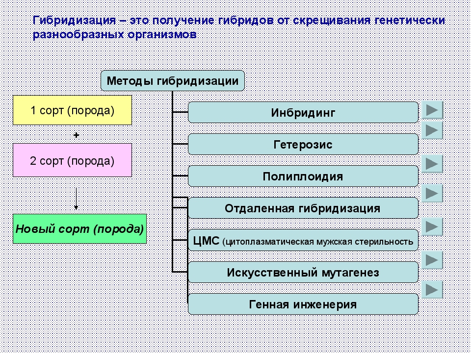 В чем заключаются методы гибридизации и отбора. Основные этапы селекции. Этапы селекции растений. Селекция растений и животных 9 класс. Методы Мичурина в селекции таблица.