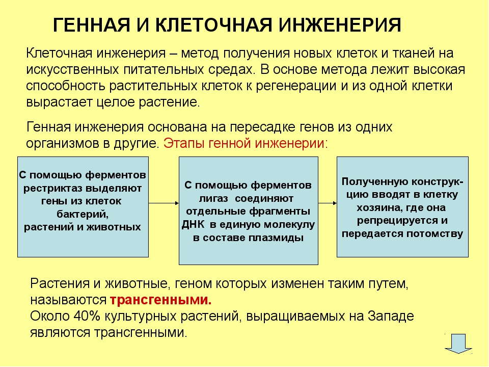 Презентация на тему технологии клеточной инженерии