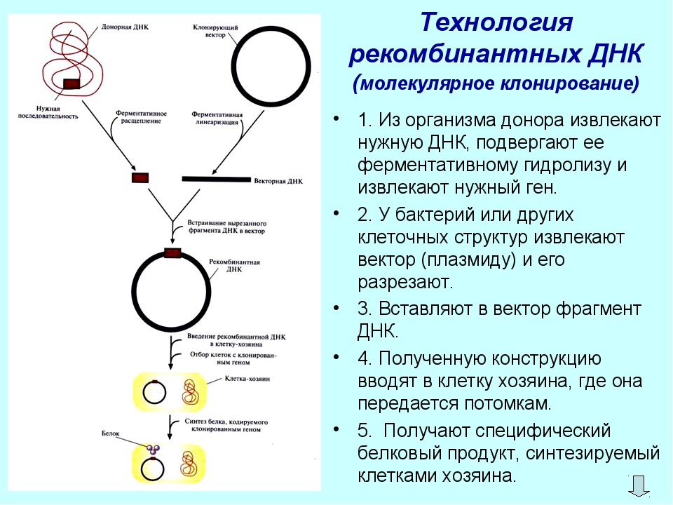 Особенности клонирования днк по типу in vivo