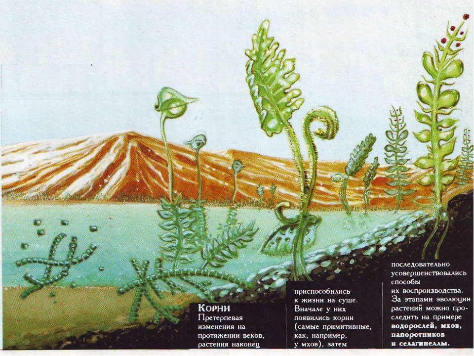 Появление водорослей эра. Первые растения на суше. Примеры ароморфоза у растений. Ароморфозы растений водоросли. Ароморфозы высших растений.