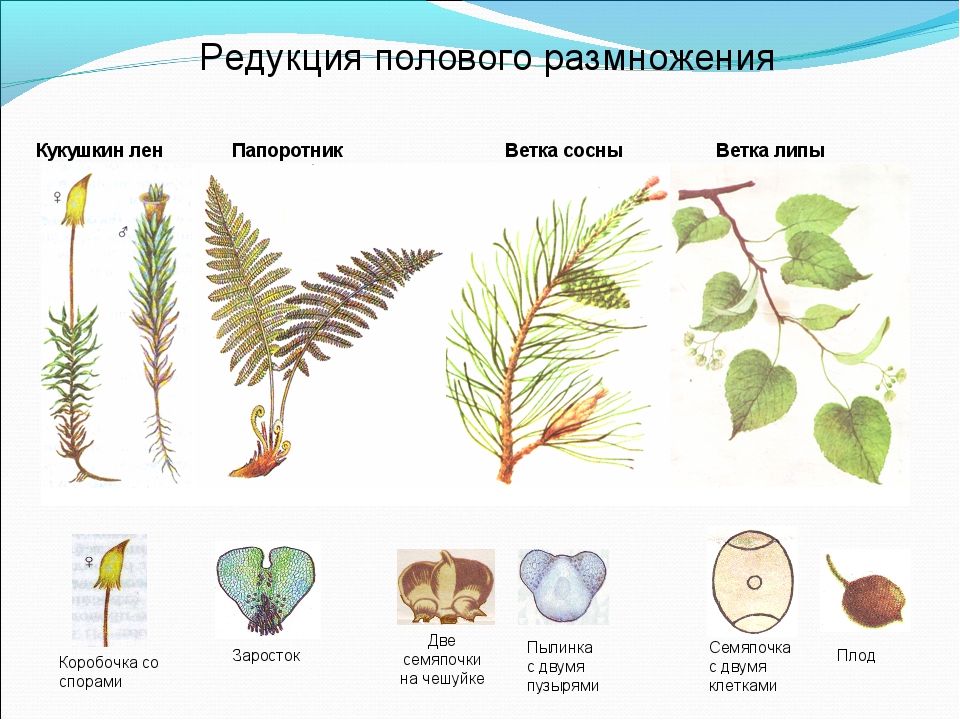 Раффлезия дегенерация. Общая дегенерация это в биологии. Редукция листьев. Упрощенная редукция. Растения паразиты это кратко.