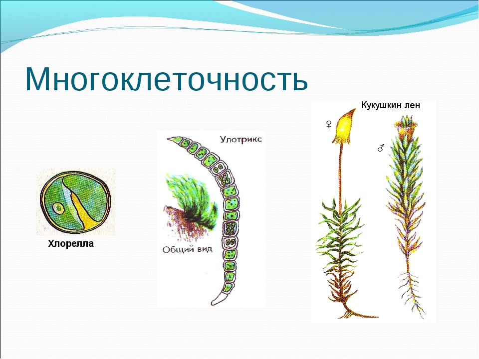 Строение многоклеточных. Многоклеточность. Кукушкин лен это одноклеточное или многоклеточное. Ароморфозы кукушкиного льна. Кукушкин лён многоклеточный.