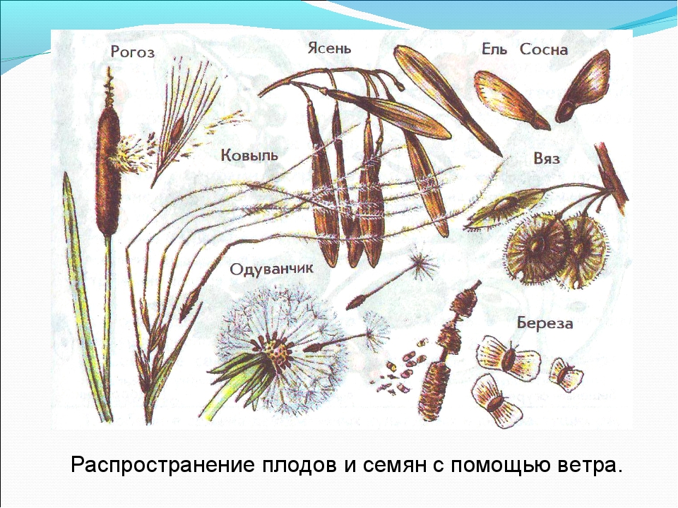 Эволюция растений фото