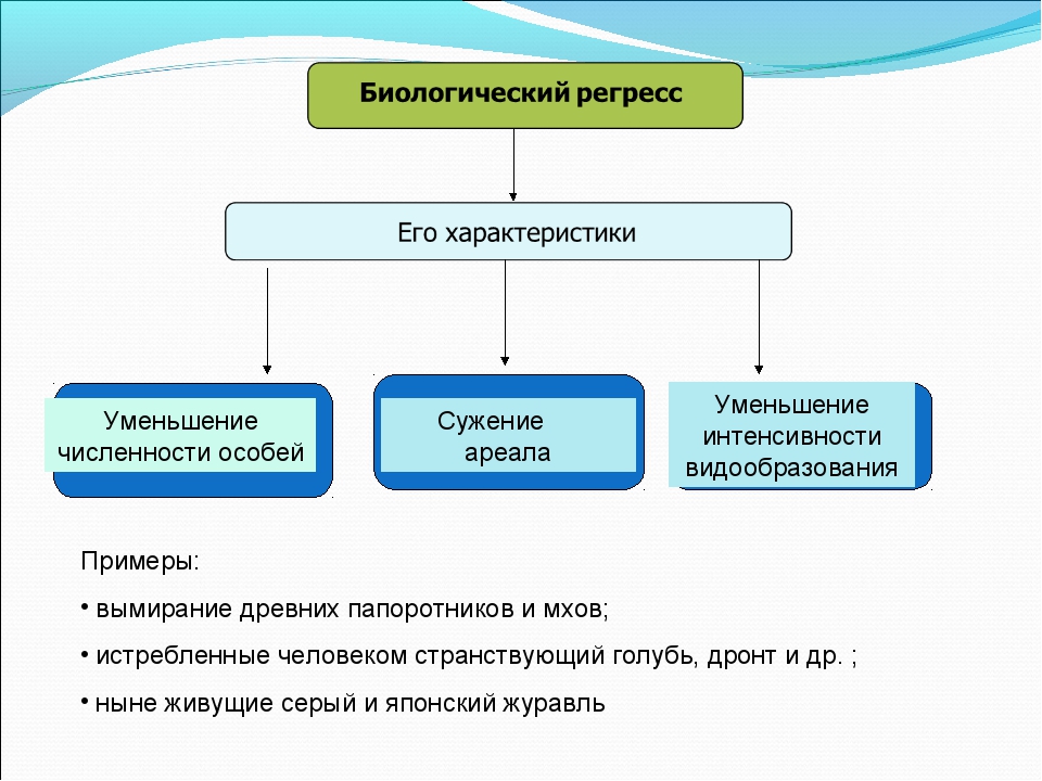 Какой эволюционный процесс и вид отбора обеспечили появление представленных на рисунке пород голубей