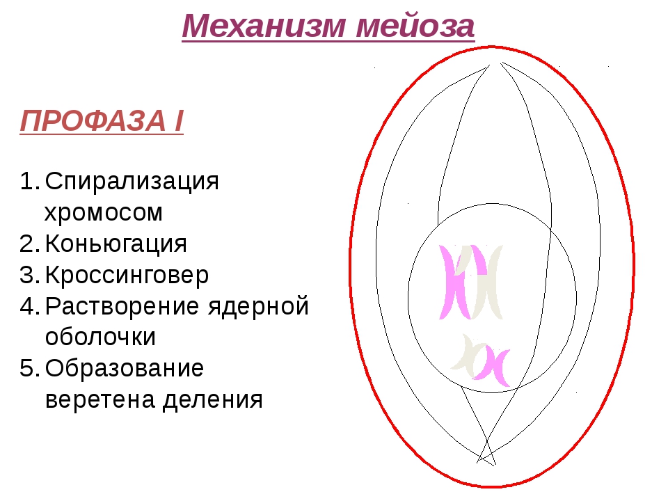 В профазе мейоза 1 происходят процессы