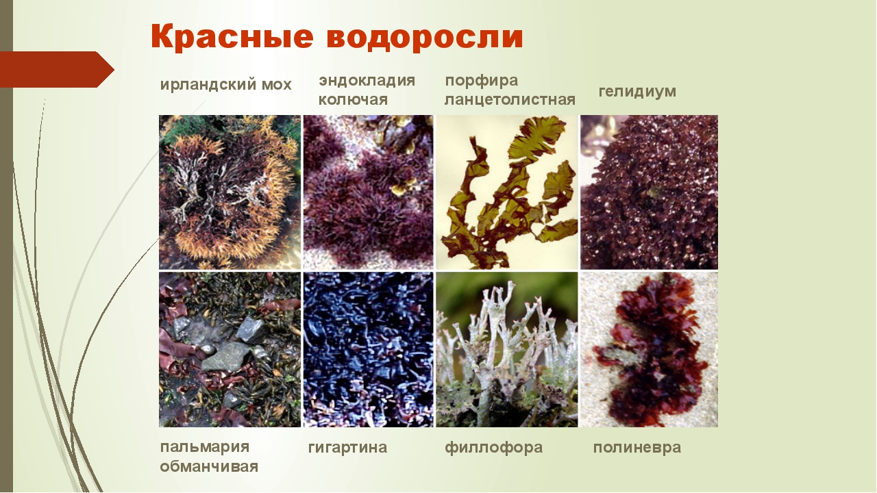 Виды водорослей. Красные водоросли названия. Виды красных водорослей. 6 Видов красных водорослей. Виды красных водорослей названия.