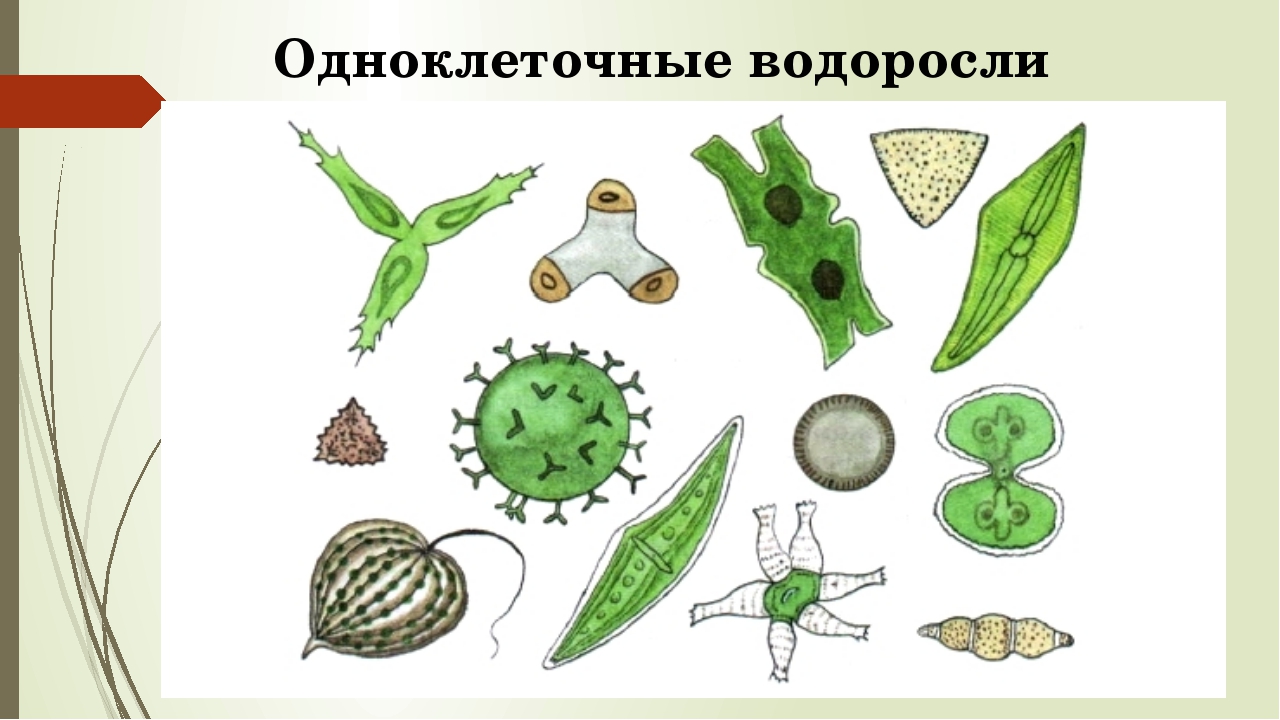 Разнообразие одноклеточных водорослей. Одноклеточные водоросли 5 класс биология. Одноклеточные зеленые водоросли 5 класс биология. Древние одноклеточные водоросли.