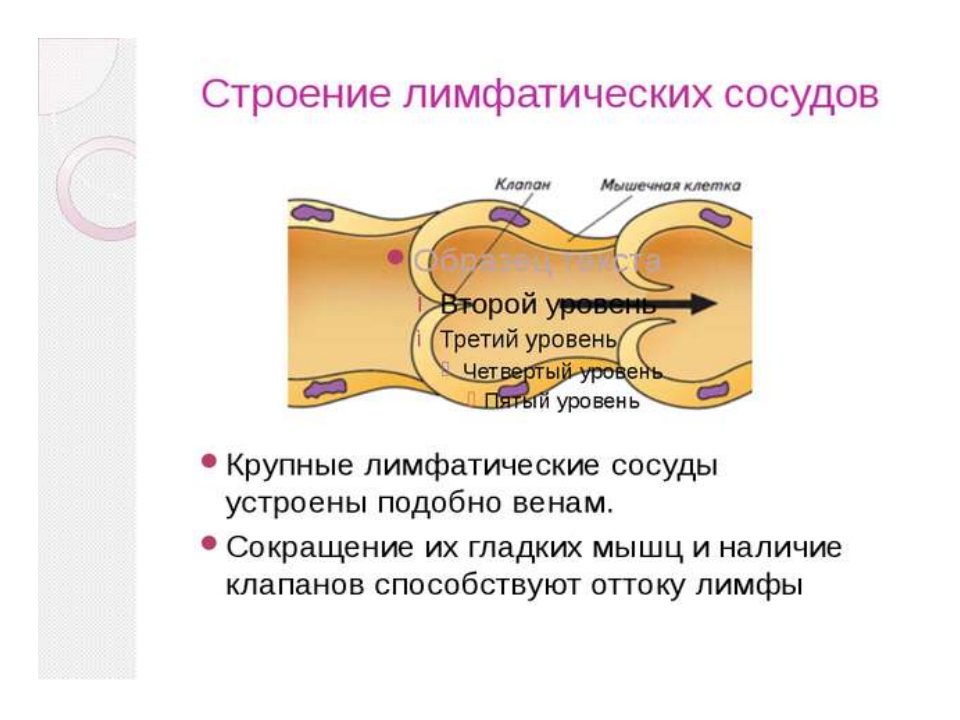 Особенности лимфатических сосудов. Схема строения лимфатического сосуда. Строение стенки лимфатических сосудов. Строение клапанов лимфатических сосудов. Строение лимфатического сосуда анатомия.