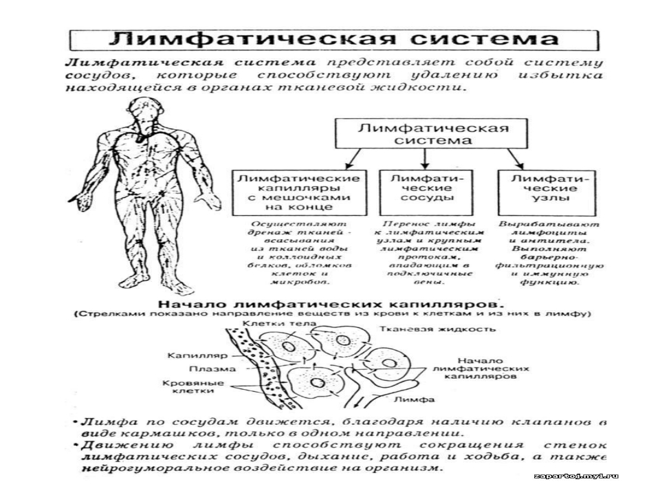 Состав лимфы схема