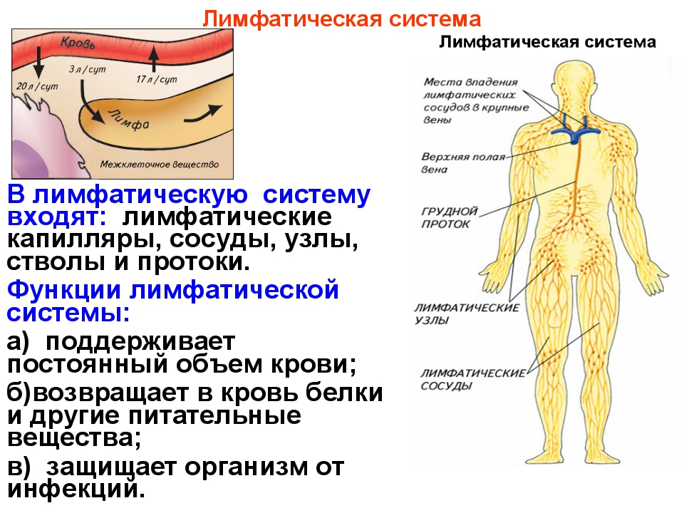 Лимфатическая система человека фото