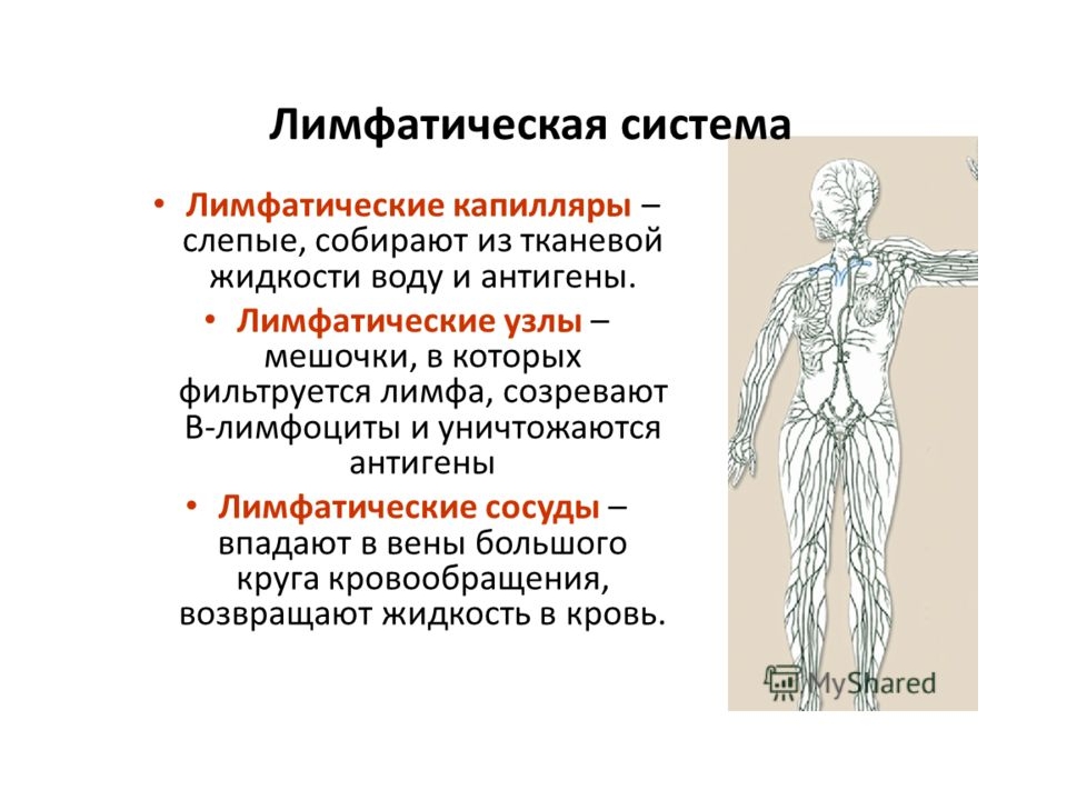 Лимфатическая система это. Лимфатические сосуды функции кратко. Сосуды лимфатической системы. Лимфатическая система, функции, строение лимфатического сосуда.. Сосуды лимфатической системы таблица.