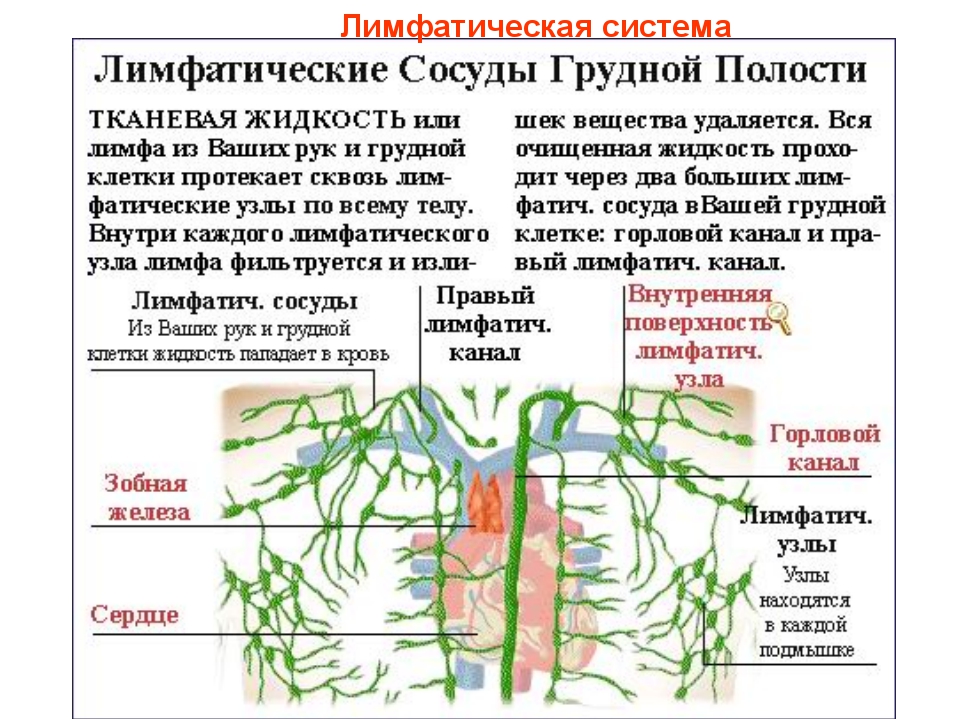 Лимфатическая система человека схема движения лимфы массаж