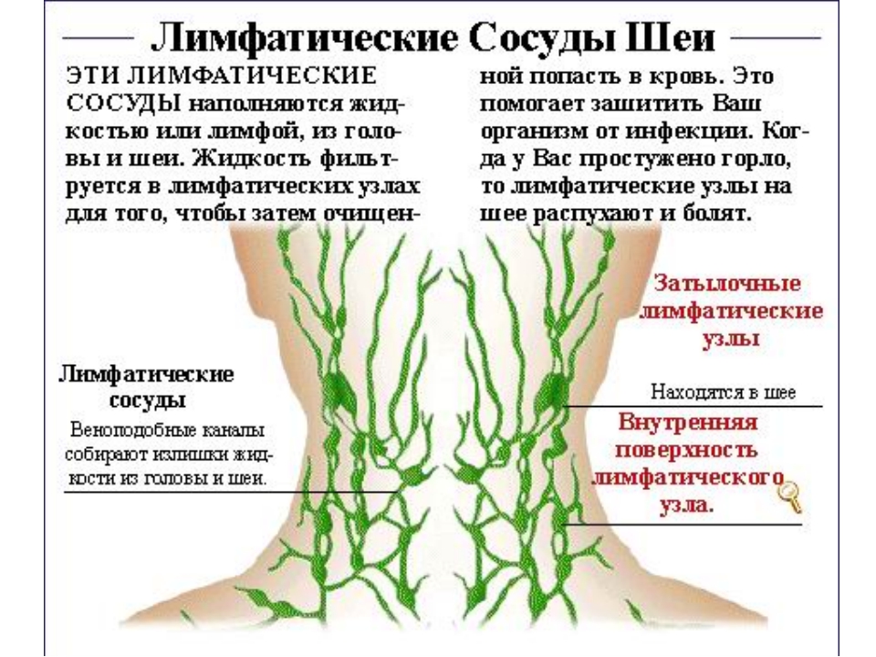 Лимфатическая система человека схема узлов фото и описание