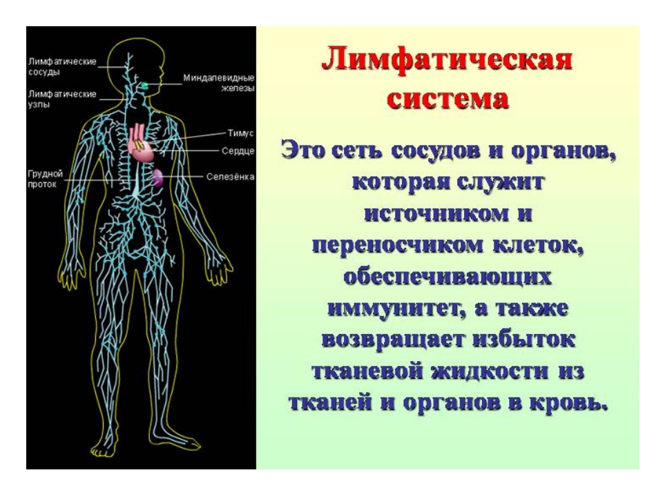 Лимфатическая система человека фото