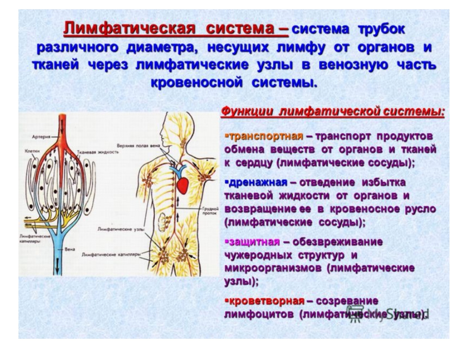 Структура и функция системы. Структура и функция лимфатической системы. Лимфатическая система организма ее строение и функции. Строение и функции лимфатической системы. Лимфатическая система анатомия человека кратко строение и функции.